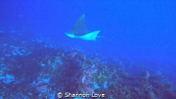Spotted Eagle Ray 
60ft depth using a GoPro 12 Black. by Shannon Love 